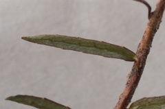 Gaultheria macrostigma