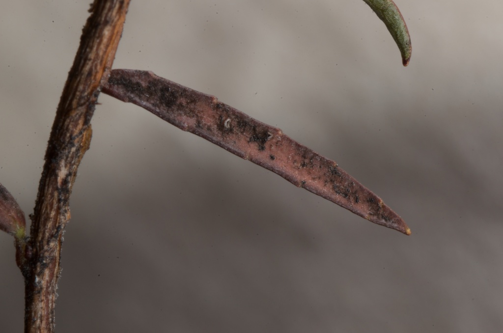 Prostrate snowberry
