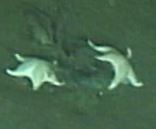 taxonomy_inaturalist image for Goniasteridae