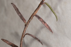 Gaultheria macrostigma