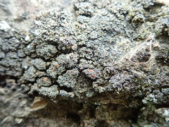 Fuscopannaria maritima