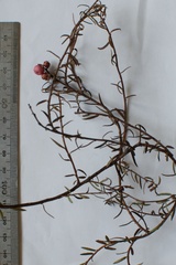 Gaultheria macrostigma