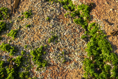 Galeolaria caespitosa