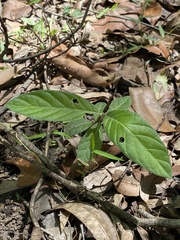 Psychotria loniceroides
