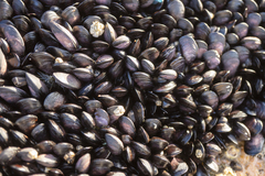Brachidontes rostratus