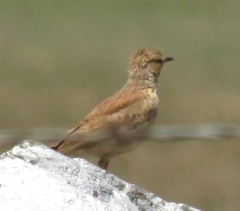 Certhilauda semitorquata