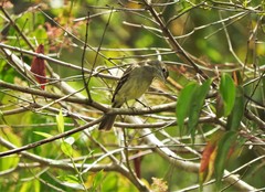 Nesotriccus incomtus