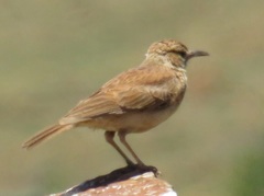 Certhilauda semitorquata
