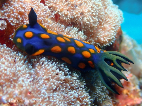 サガミリュウグウウミウシ