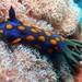 サガミリュウグウウミウシ