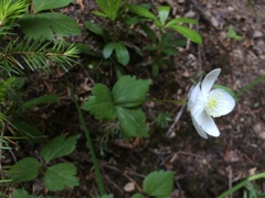 Anemonastrum deltoideum