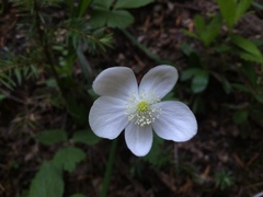 Anemonastrum deltoideum