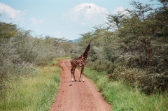 Giraffa camelopardalis tippelskirchi