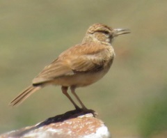 Certhilauda semitorquata
