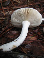 Russula perlactea