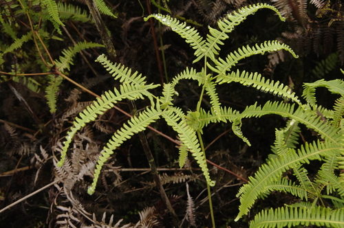 Drooping forkedfern (Dicranopteris flexuosa)