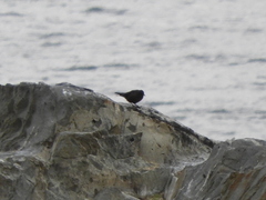 Cinclodes antarcticus