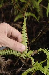 Drooping forked fern