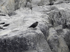 Cinclodes antarcticus