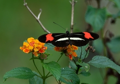 Heliconius besckei