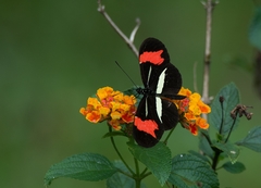 Heliconius besckei