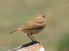 Certhilauda semitorquata