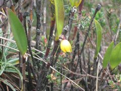 Octomeria connellii