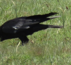 Corvus capensis capensis