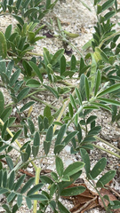 Tephrosia cinerea