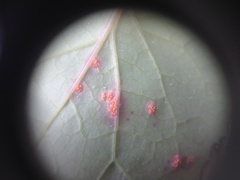 Miyagia pseudosphaeria