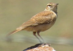 Certhilauda semitorquata