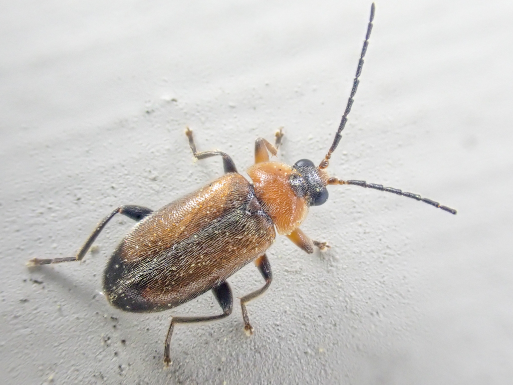 Elodes apicalis