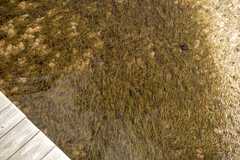 Zostera muelleri