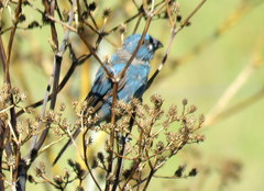 Cyanoloxia glaucocaerulea