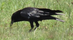 Corvus capensis capensis