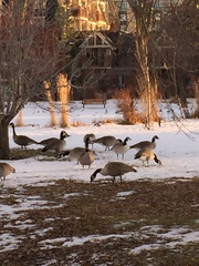 Branta canadensis
