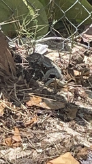 Pholidoscelis plei