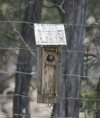 Baeolophus atricristatus
