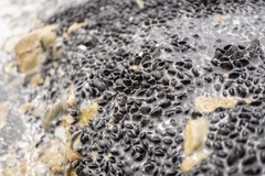 Brachidontes rostratus