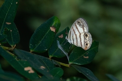 Euptychia jesia
