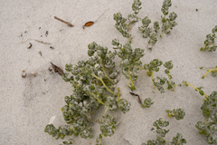 Atriplex billardierei