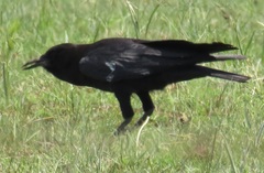 Corvus capensis capensis