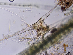 Closterium kuetzingii