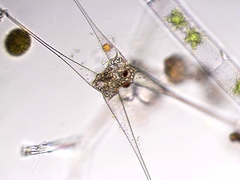 Closterium kuetzingii