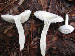 Russula perlactea