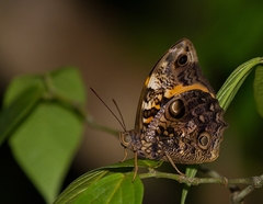 Opsiphanes quiteria