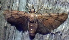 Eupithecia peckorum