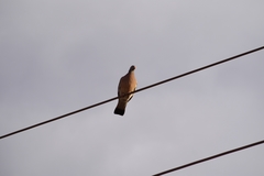 Columba palumbus