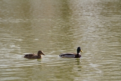 Anas platyrhynchos