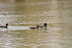 Anas platyrhynchos